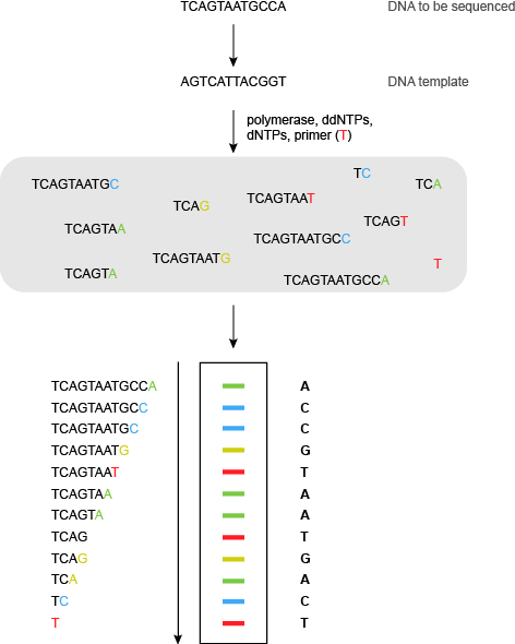 荧光桑格(双脱氧)测序