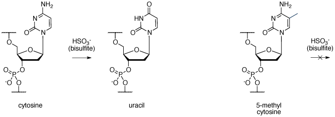亚硫酸氢盐(HSO3 - &)转换非甲基化胞嘧啶向尿嘧啶,但不转换甲基胞嘧啶到胸腺嘧啶。 胞嘧啶重亚硫酸盐转化成尿嘧啶
