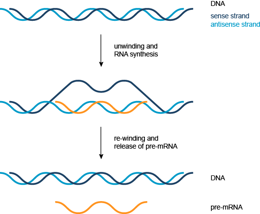 从双链DNA(蓝色)中的转录形成的前体信使核糖核酸(橙色)的简化表示。 DNA检测