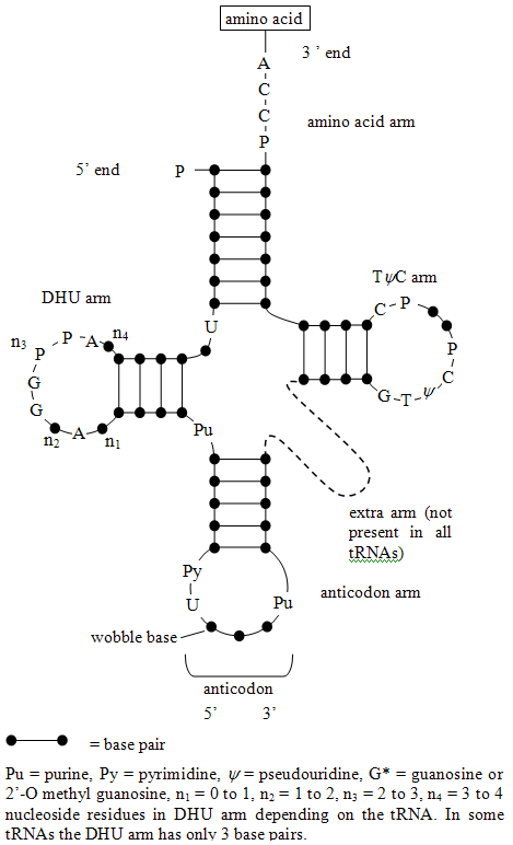 DNA检测