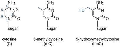 (C)的胞嘧啶的结构,5-甲基胞嘧啶(MC),和5-羟甲基(HMC)。 表观遗传学重要的DNA碱基