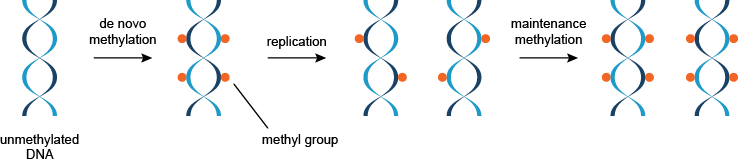 从头甲基化和DNA的维护甲基的示意图。 DNA甲基化