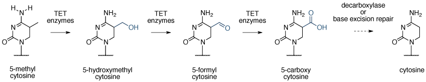 方案表示5-甲基胞嘧啶的活性脱甲基化通过iteractive氧化成5-hydroxycytosine,5- formylcytosine和5- carboxycytosine,随后脱羧/碱基切除修复。 吴,张,改编的<em>纳特。 启分子。 细胞生物学。</ em>的11,607-620 2010年。 主动去甲基化的胞嘧啶
