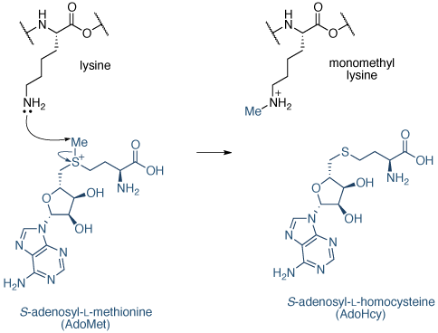 组蛋白甲基化赖氨酸(KMTs)赖氨酸甲基化机制。 赖氨酸甲基机制