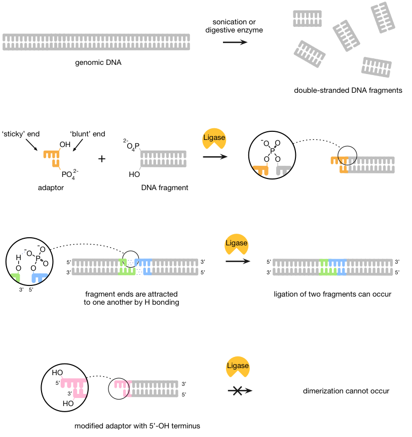 DNA测序技术原理