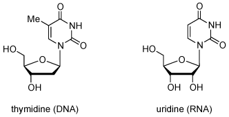 尿苷发生在RNA; 胸苷的DNA。 脱氧核糖核酸