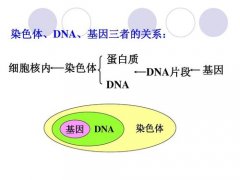 香港验血查男女，是验胎儿的DNA还是染色体？